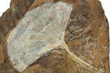 Two Fossil Ginkgo Leaves From North Dakota - Paleocene #234576-1